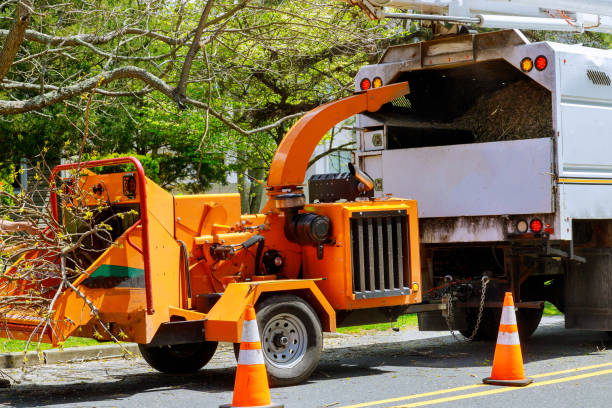 How Our Tree Care Process Works  in  Abbeville, GA