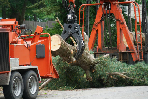 How Our Tree Care Process Works  in  Abbeville, GA